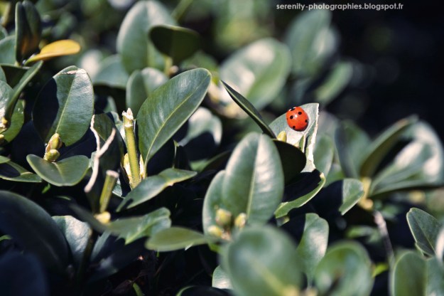 1aaad-coccinelle2b252822529