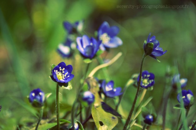 7db77-fleurs2bprintemps